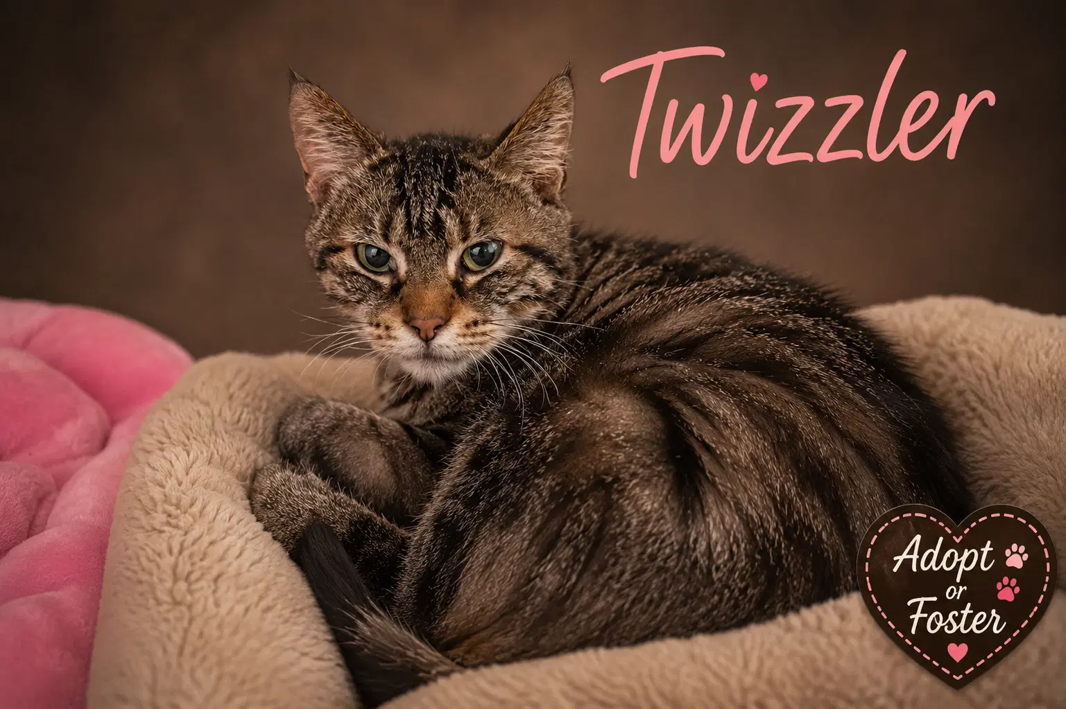 Twizzler Fcid  -  Trainer - Tabby