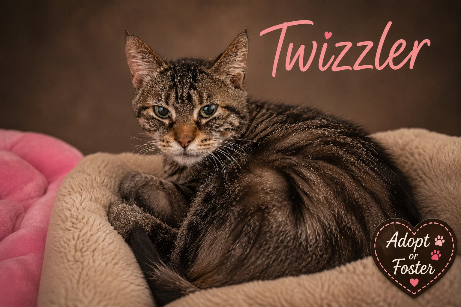 Twizzler Fcid  -  Trainer