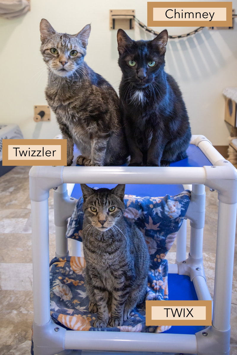Twizzler, photo 3