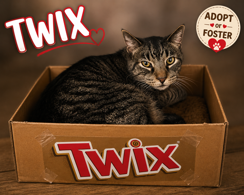 Photo 4 of Twix (FCID# 08/20/2026 - 74 Trainer)