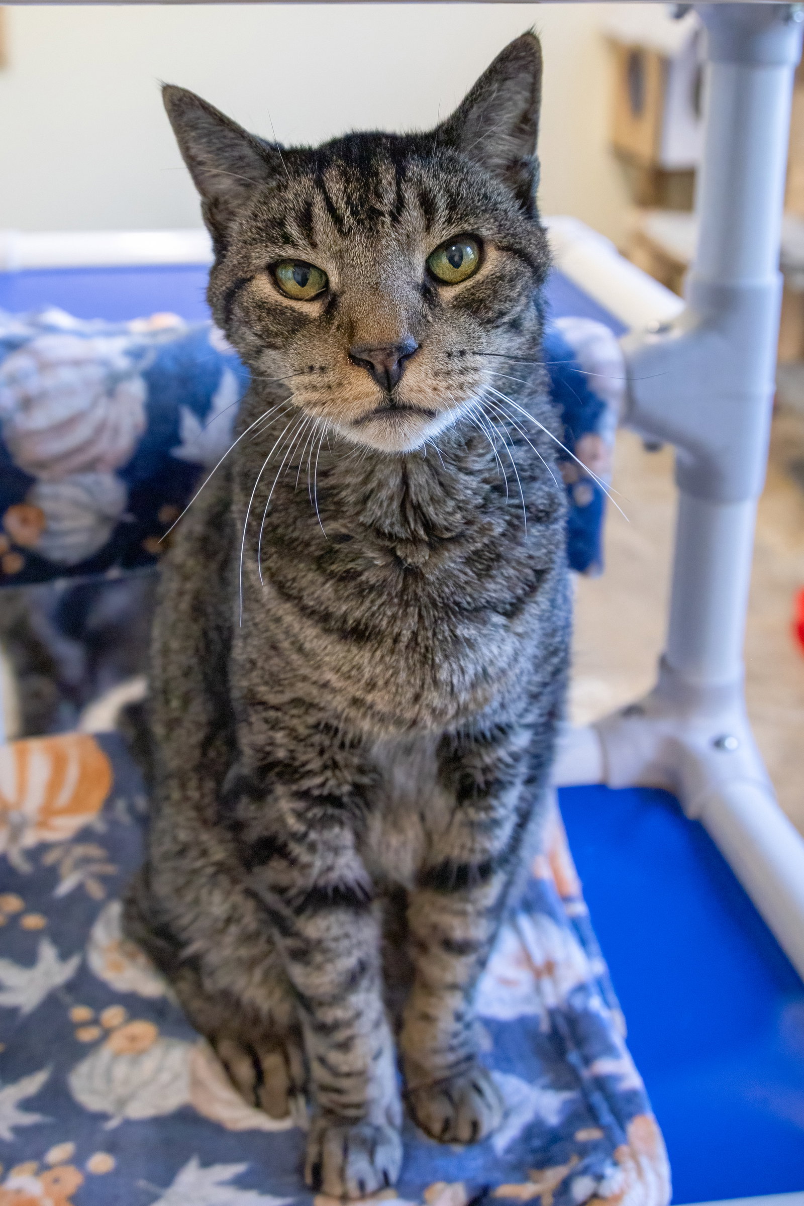 Twix (FCID# 08/20/2026 - 74 Trainer), photo 2