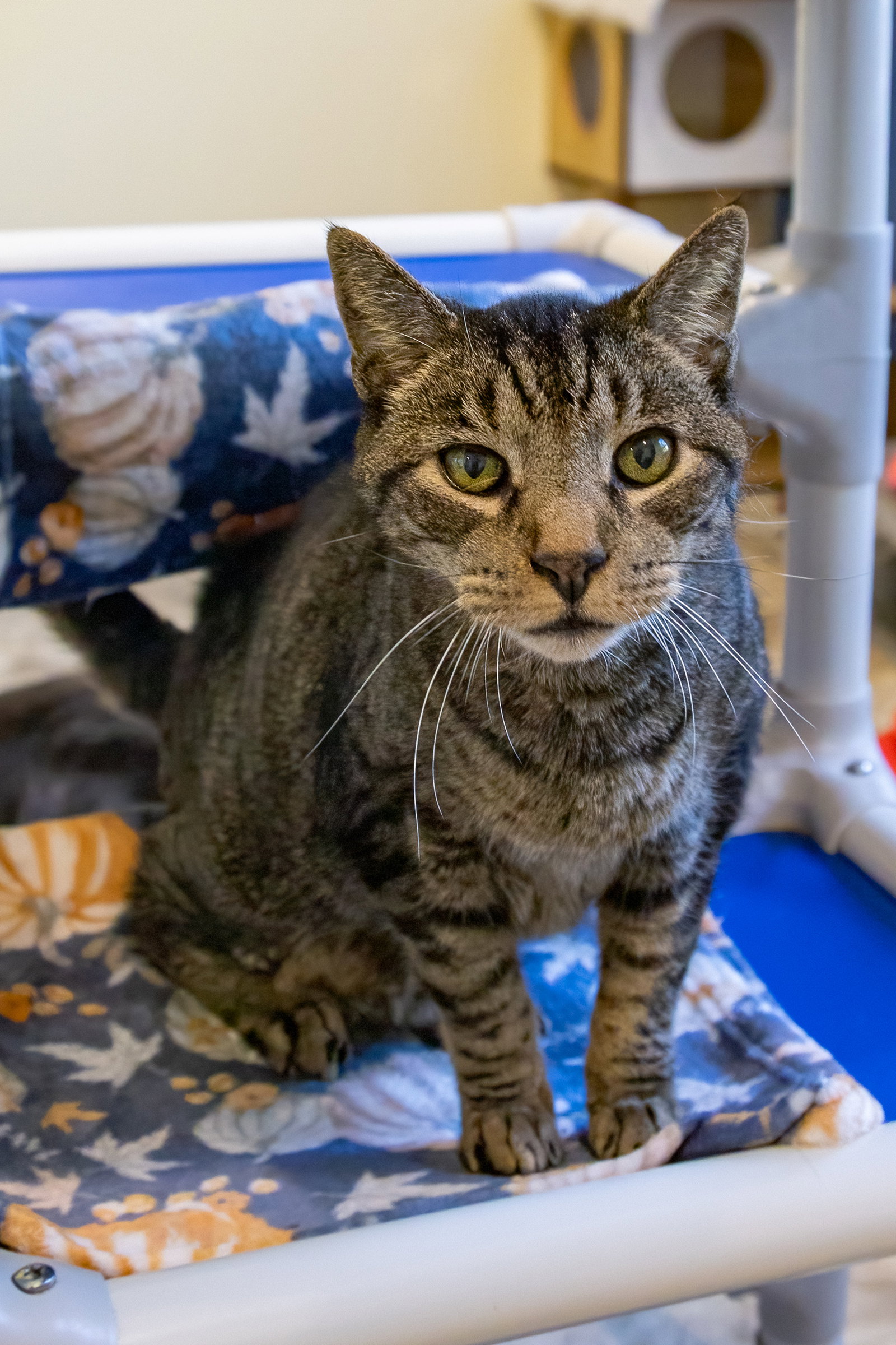 Twix (FCID# 08/20/2026 - 74 Trainer), photo 3