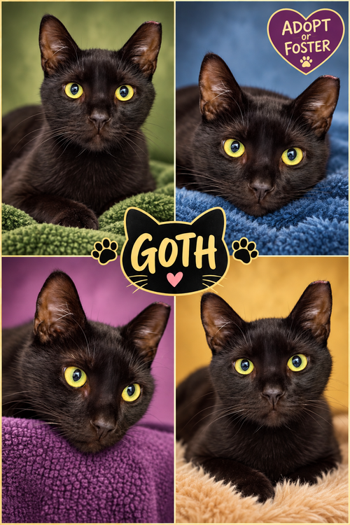 Goth (FCID# 08/24/2026 - 26 Trainer), a cat for adoption from Forgotten Cats, Inc.