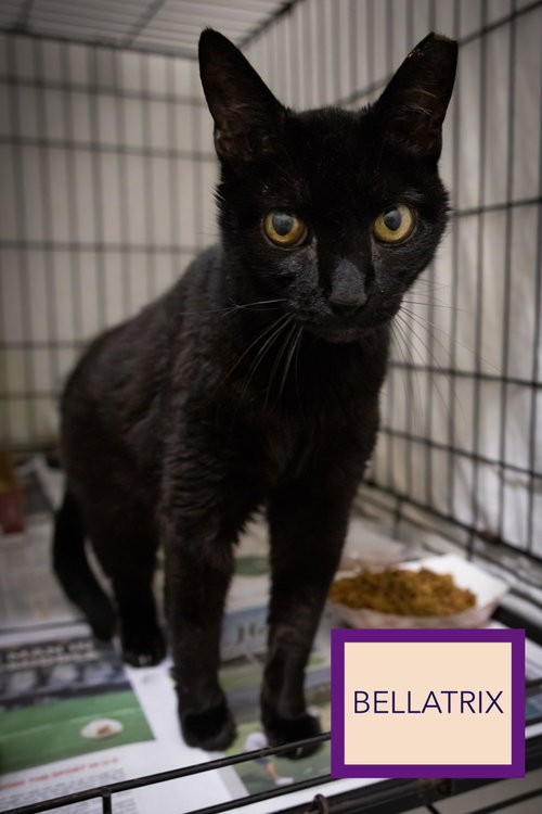 Photo 3 of Bellatrix (FCID# 08/24/2026 - 44 Trainer)