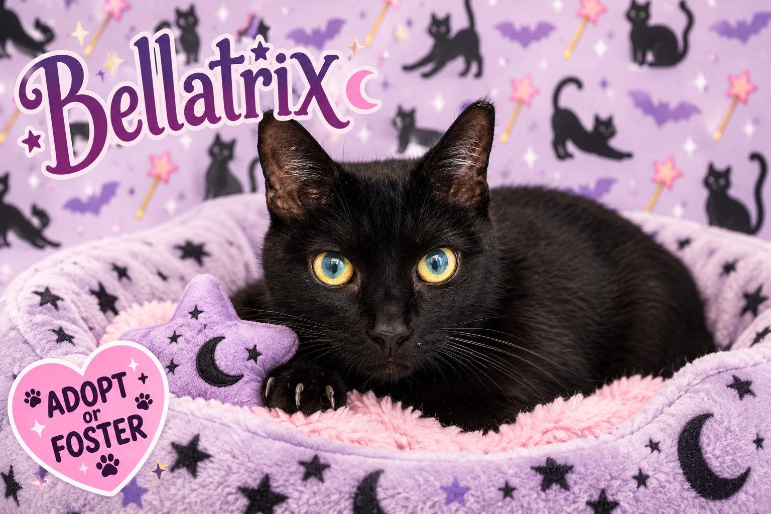 Bellatrix (FCID# 08/24/2026 - 44 Trainer)