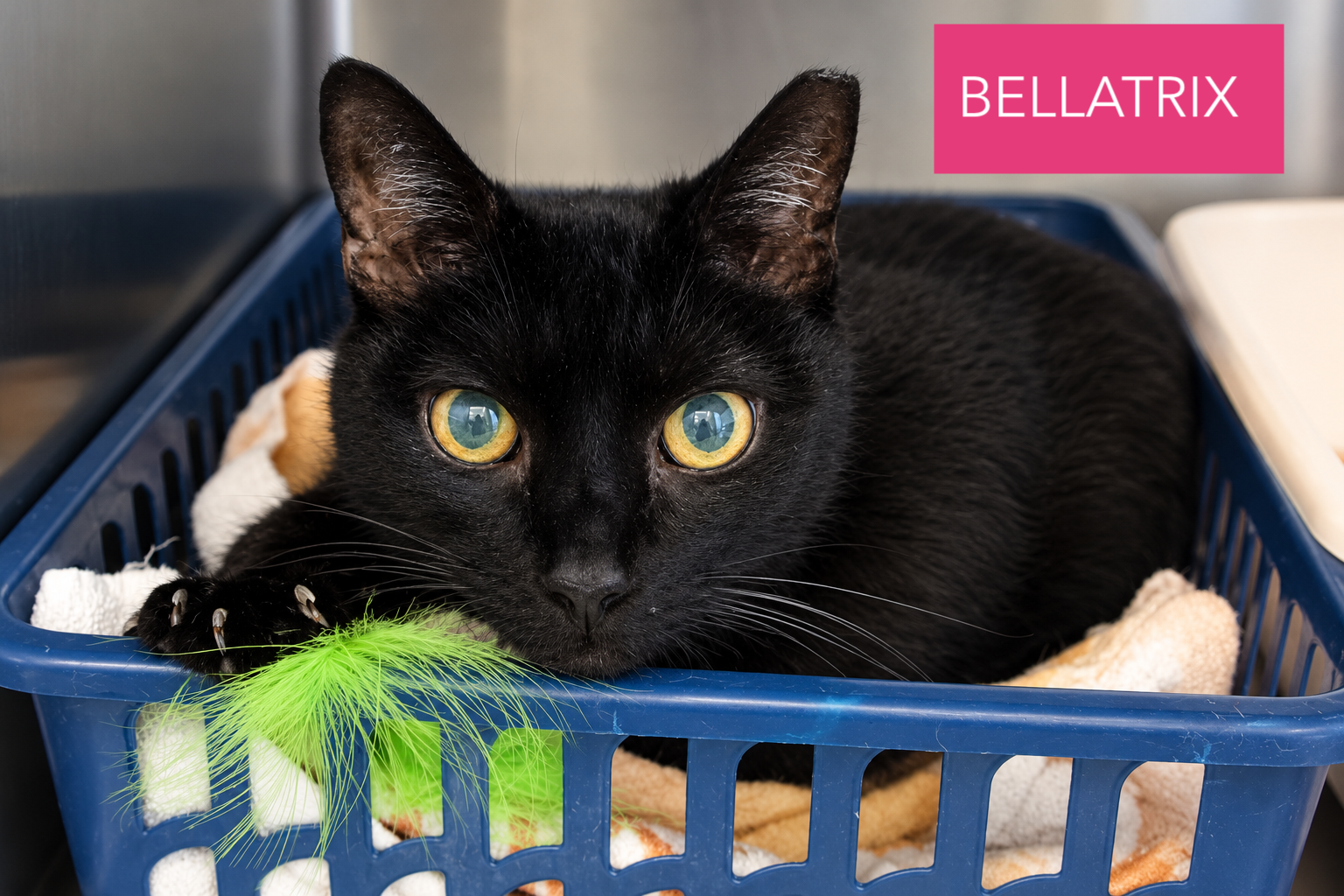 Bellatrix (FCID# 08/24/2026 - 44 Trainer), photo 3