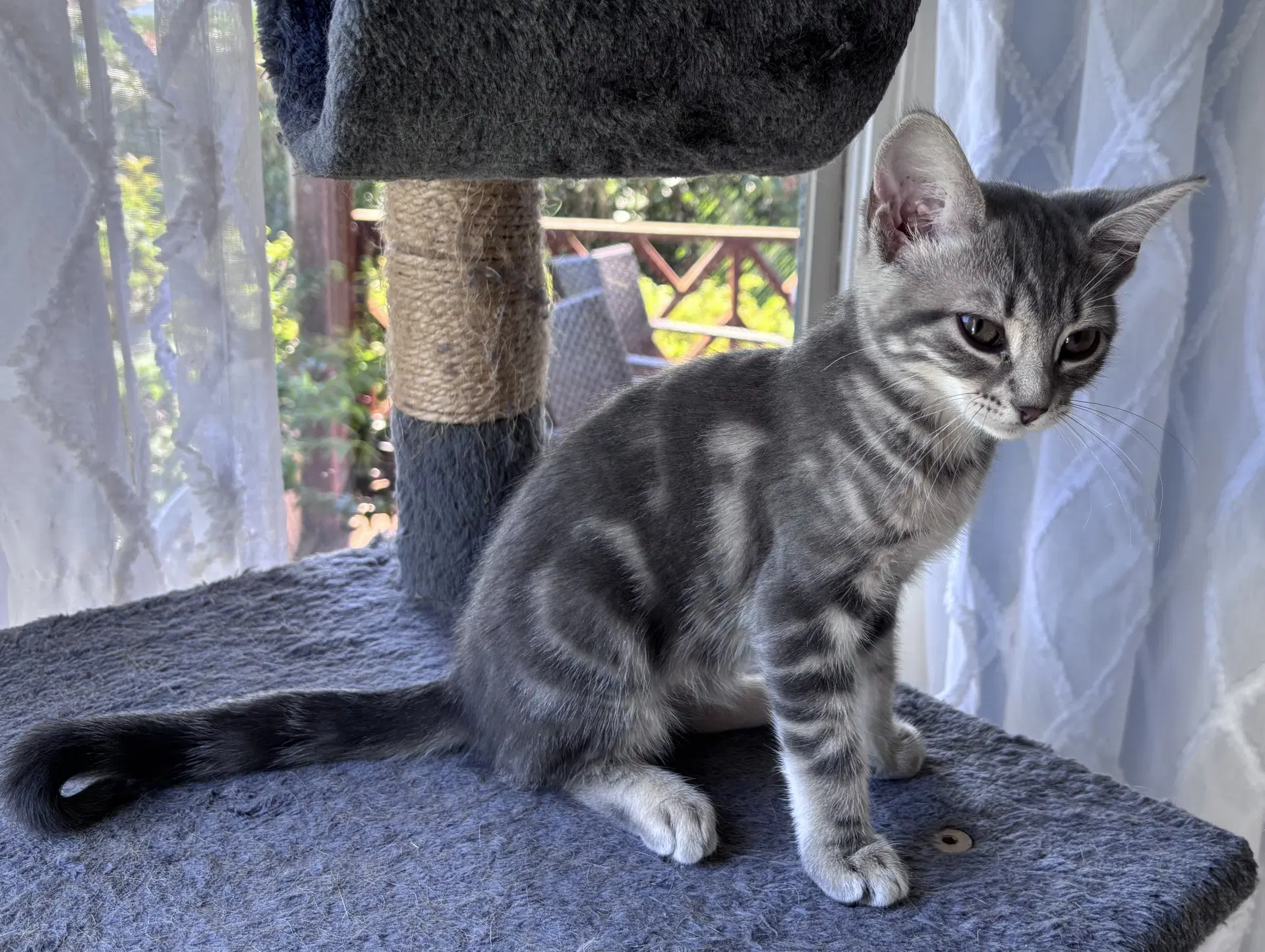 Rachet Willow Grove Area Fcid - - Domestic Short Hair