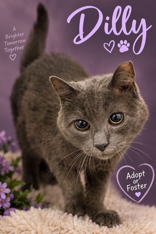 Dilly (CID# 08/24/2026 - 46 Trainer), a cat for adoption from Forgotten Cats, Inc.