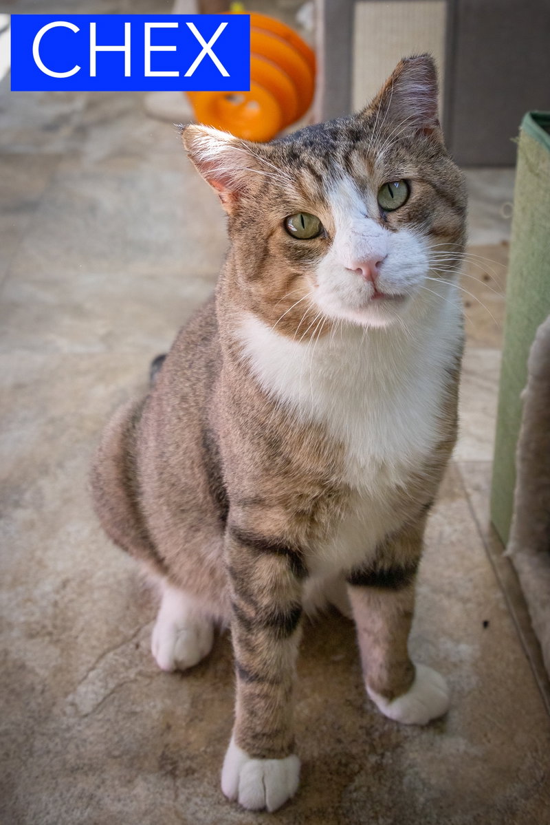 Chex, photo 3