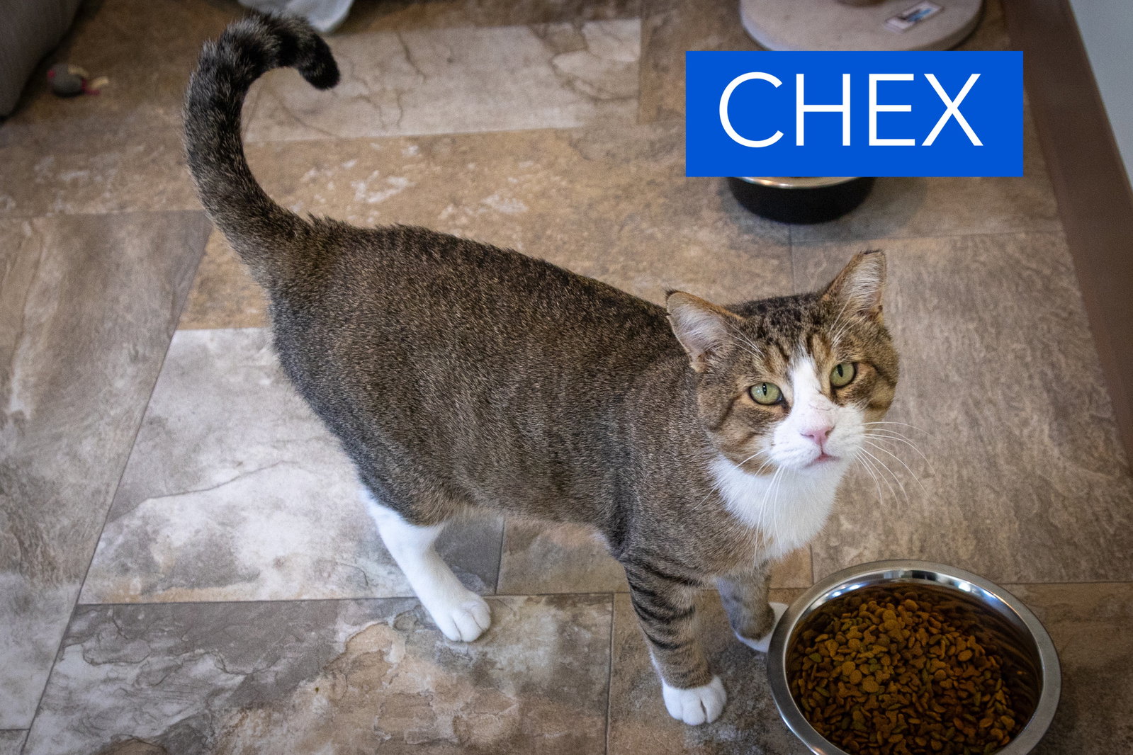 Chex (FCCID# 08/26/2026 - 28 Trainer), photo 2