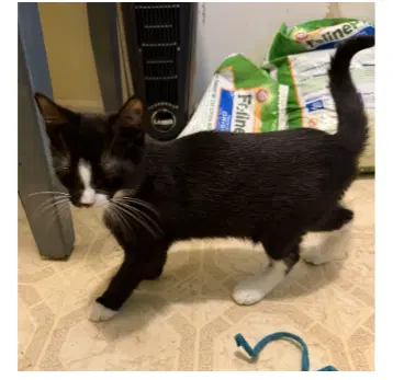 Linus Fcid  - - Domestic Short Hair