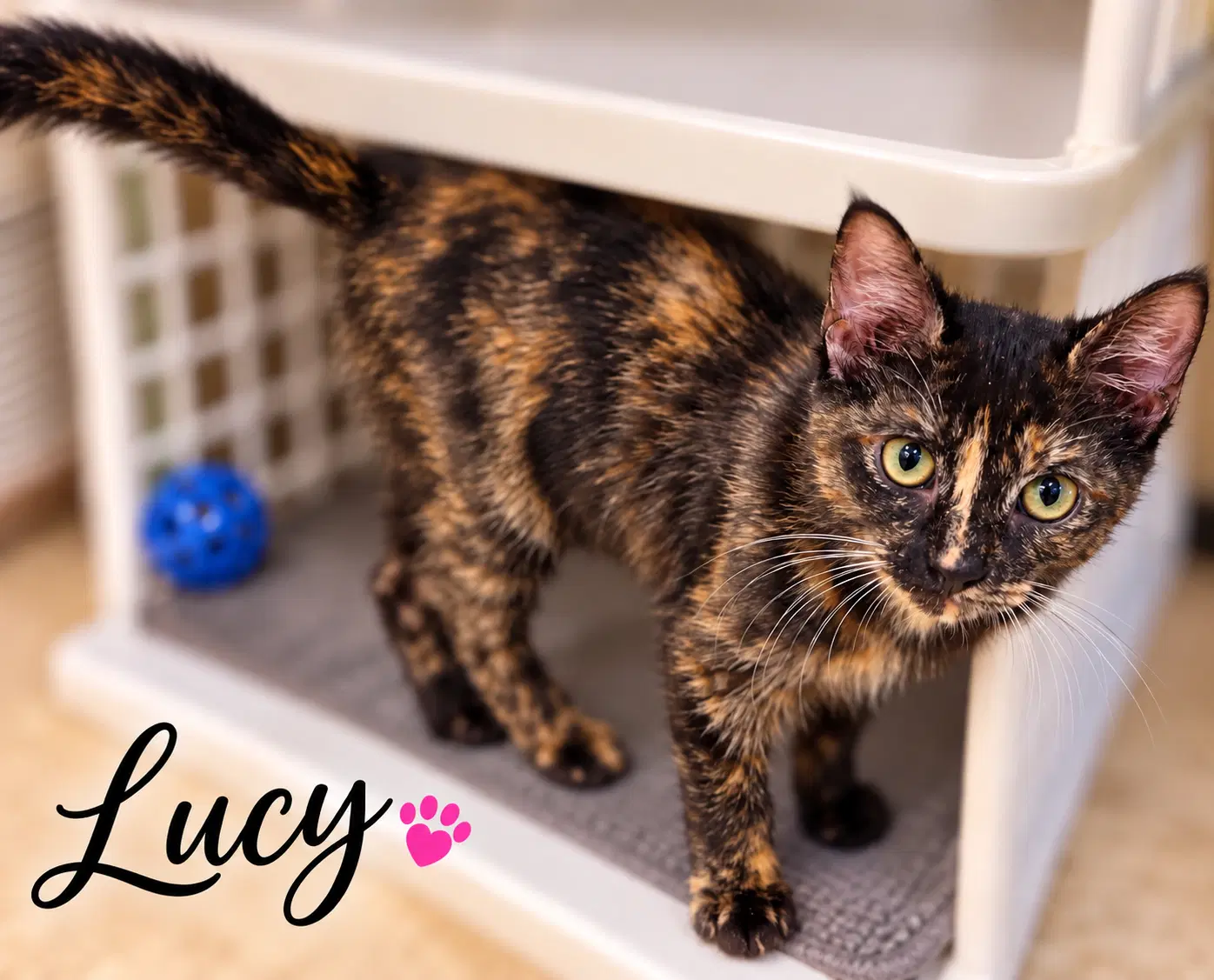Lucy Fcid  - - Tortoiseshell