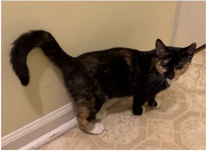 Sally Fcid  - - Calico