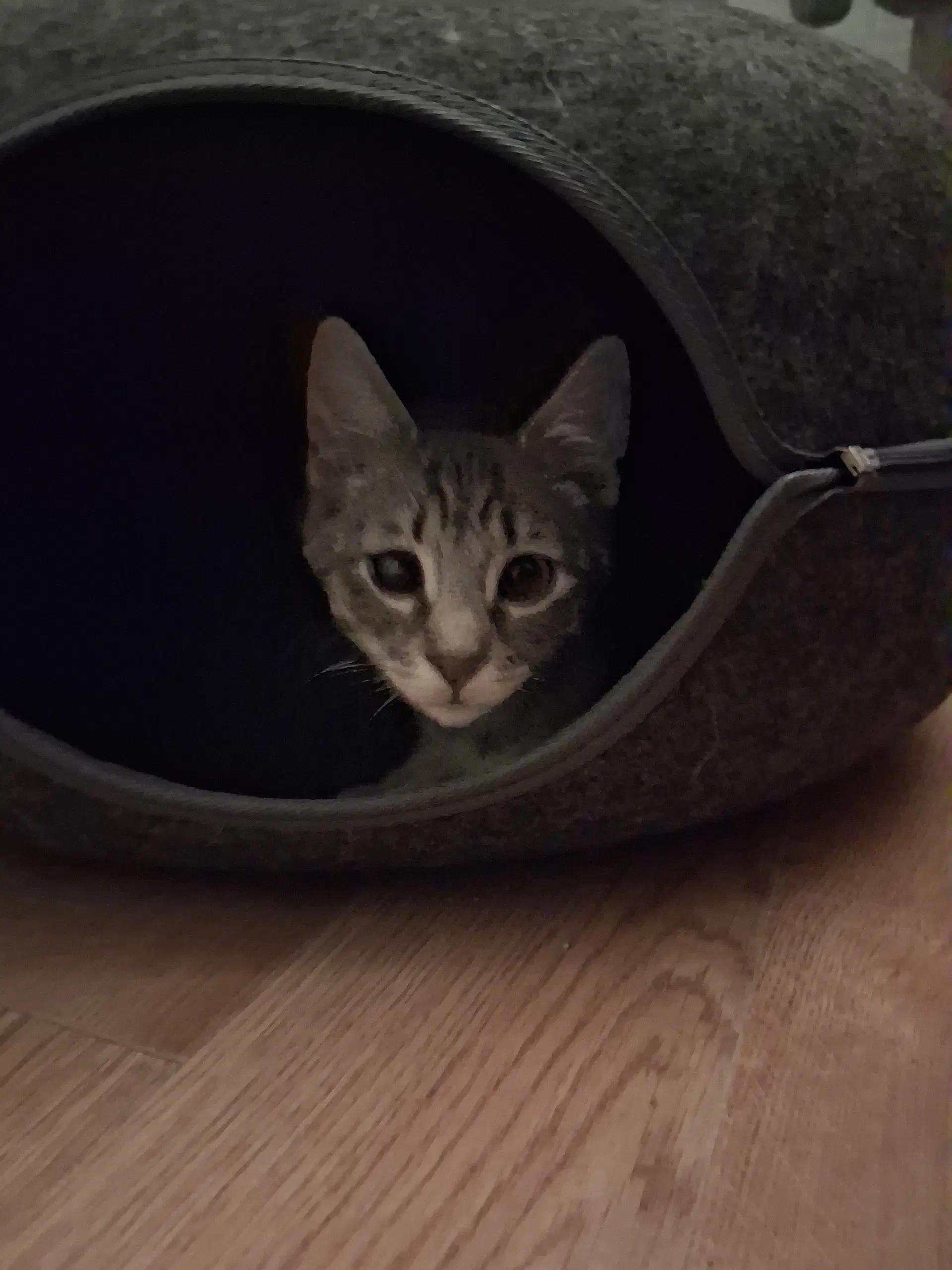 Rocket Wcomet Willow Grove Fcid - - Domestic Short Hair