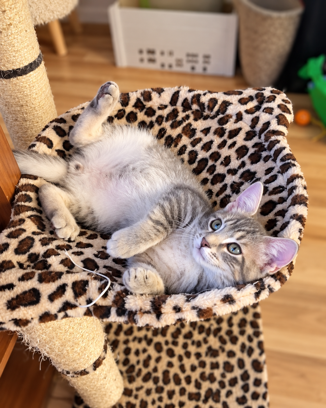 Rocket w/Comet, Willow Grove, (FCID 8/5/2026-156), cat — photo 1 of 4