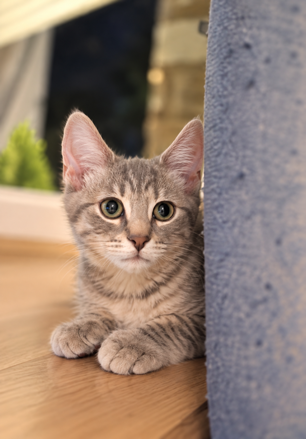 Comet w/Rocket, Willow Grove, (FCID 8/5/2026-155), cat — photo 1 of 3
