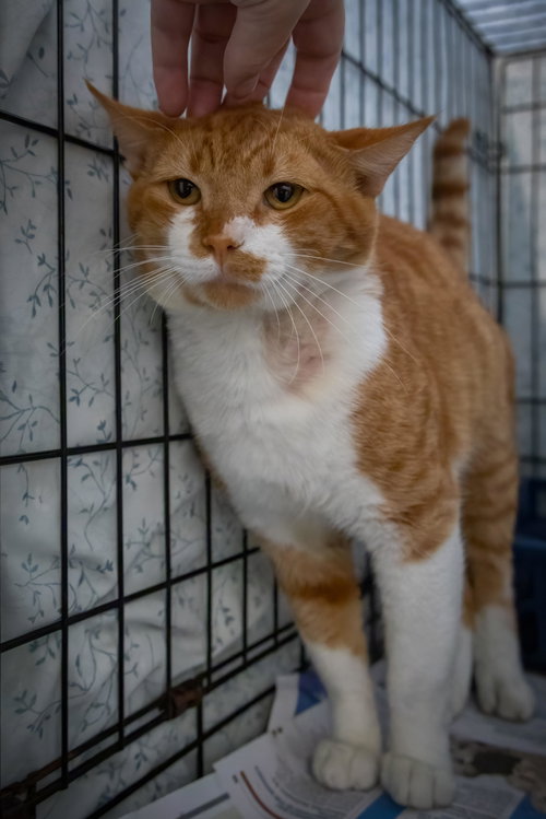 Photo 2 of Filbert (FCID# 08/27/2026 - 8 Trainer)