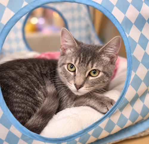 Waldorf (FCID# 08/04/2026 - 7 Glen Mills PS), a cat for adoption from Forgotten Cats, Inc.