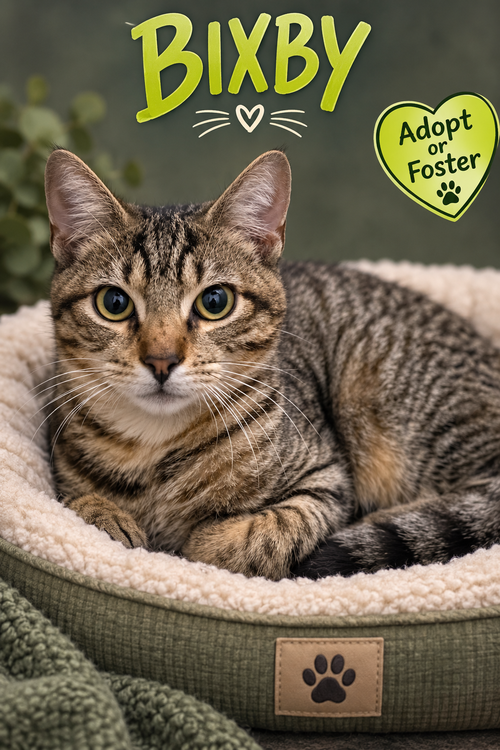 Bixby (FCID# 08/26/2026 - 37 Trainer), a cat for adoption from Forgotten Cats, Inc.