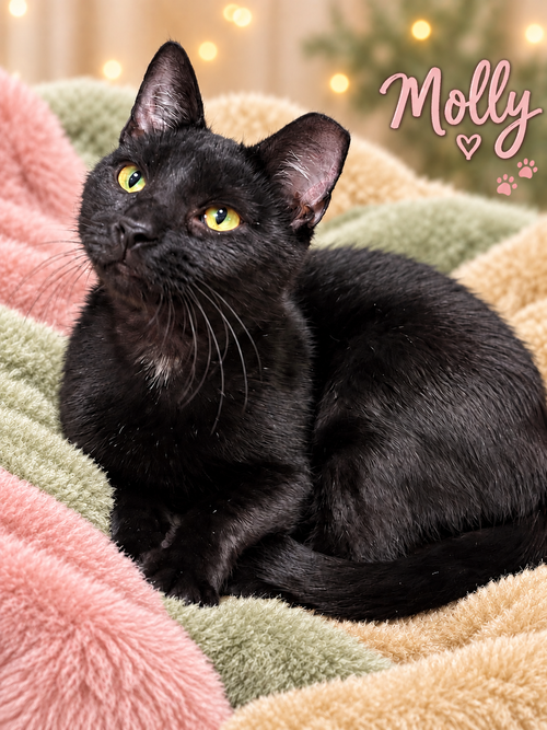 Molly (FCID# 08/11/2026 - 154) Willow Grove, a cat for adoption from Forgotten Cats, Inc.