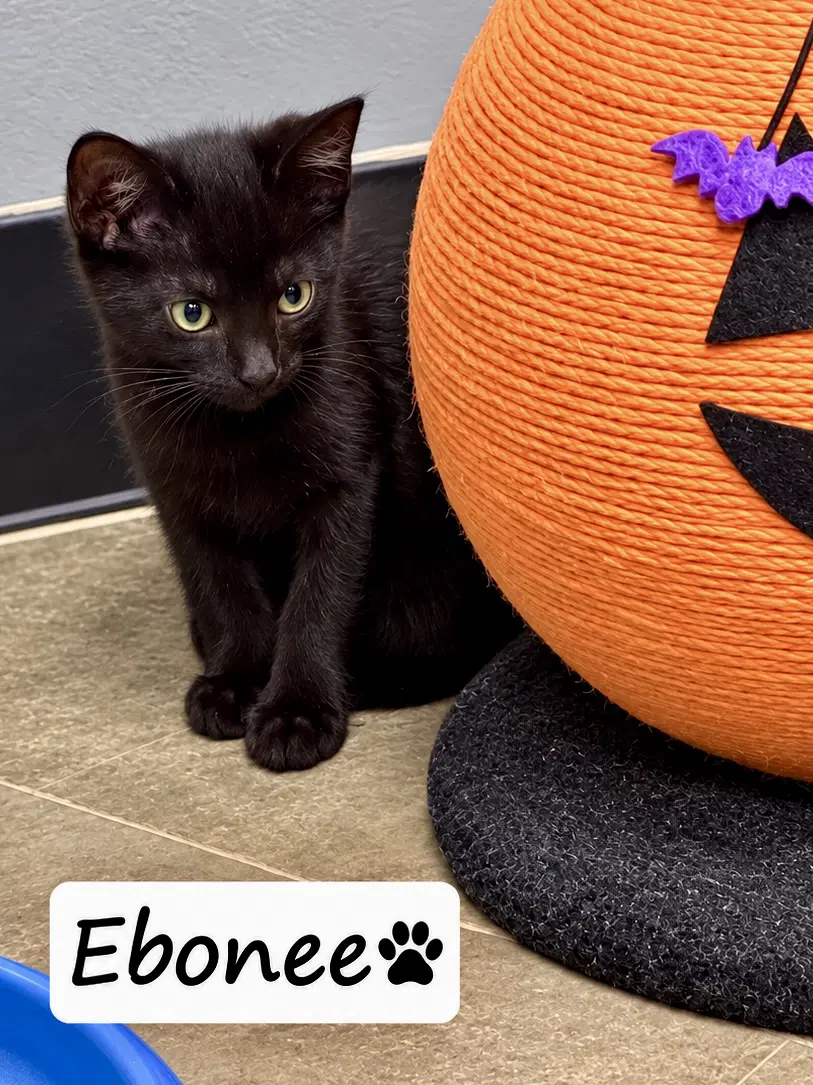 Ebonee Fcid  -  Brandywine Ps C - Domestic Short Hair