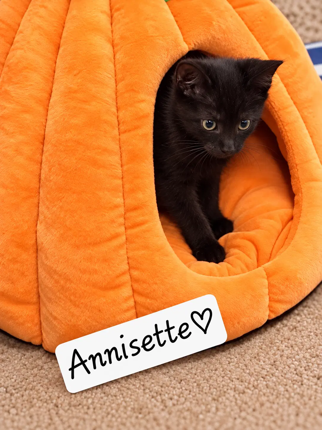 Anisette Fcid    Brandywine Ps C - Domestic Short Hair