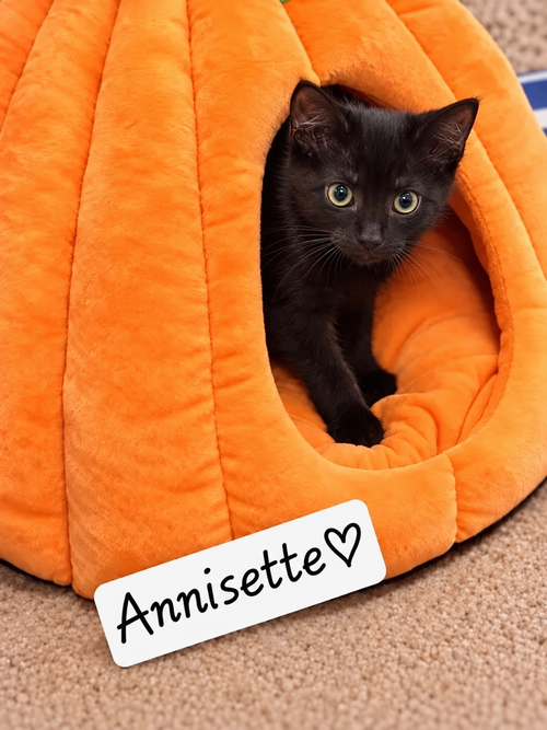 Anisette (FCID# 09/02/2026 0 3 Brandywine PS) C, a cat for adoption from Forgotten Cats, Inc.