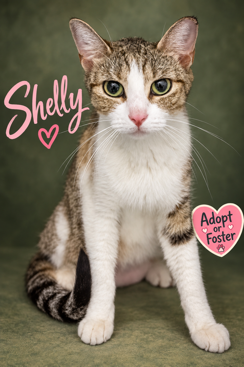 Shelly (FCID# 08/31/2026 - 68 Trainer), a cat for adoption from Forgotten Cats, Inc.