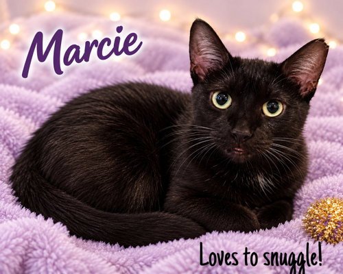 Marcie (FCID# 07/24/2026-152), a cat for adoption from Forgotten Cats, Inc.