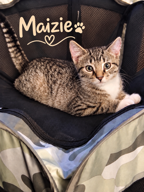Photo 2 of Maizie, Willow Grove Area, (FCID 06/10/2026-106)
