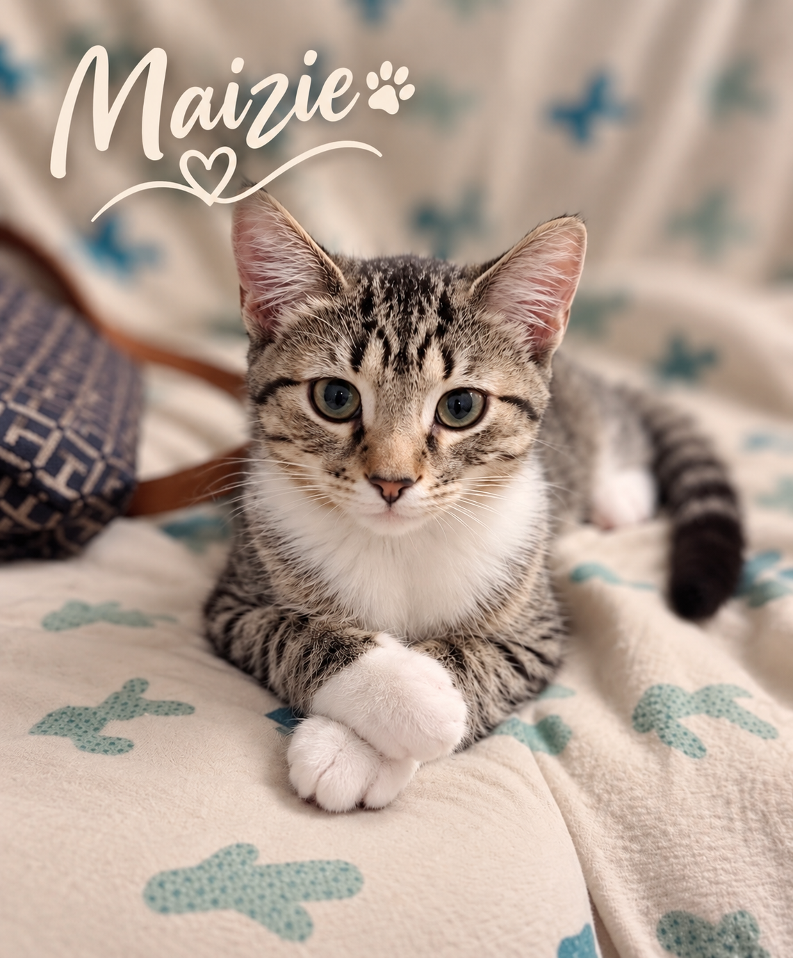 Maizie, Willow Grove Area, (FCID 06/10/2026-106), cat — photo 1 of 2