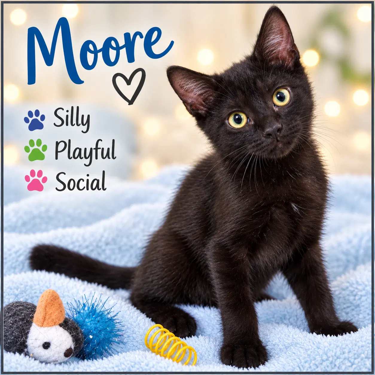 Moore Fcid - Willow Grove - Domestic Short Hair