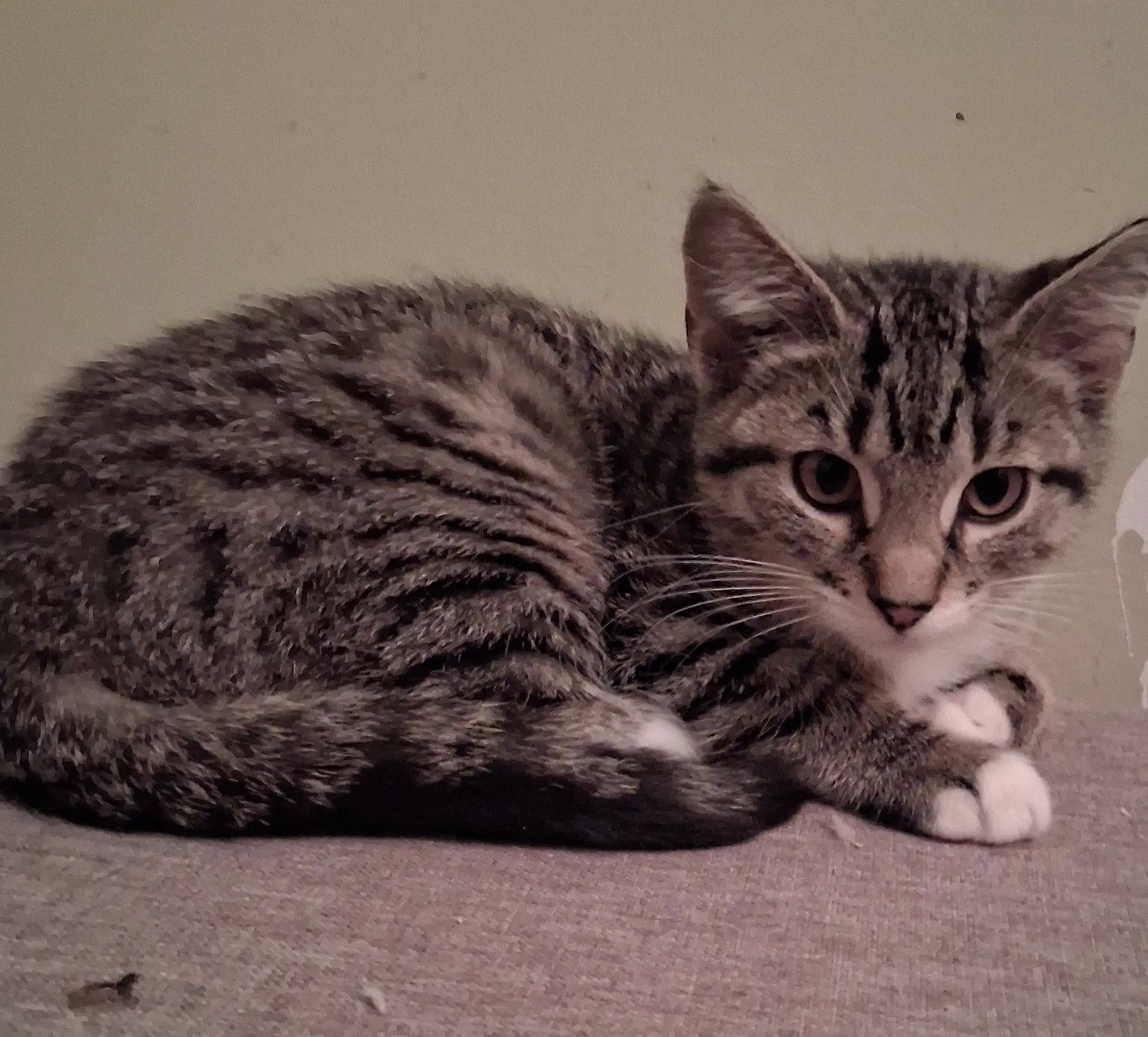 Clover Willow Grove Area Fcid - - Domestic Short Hair