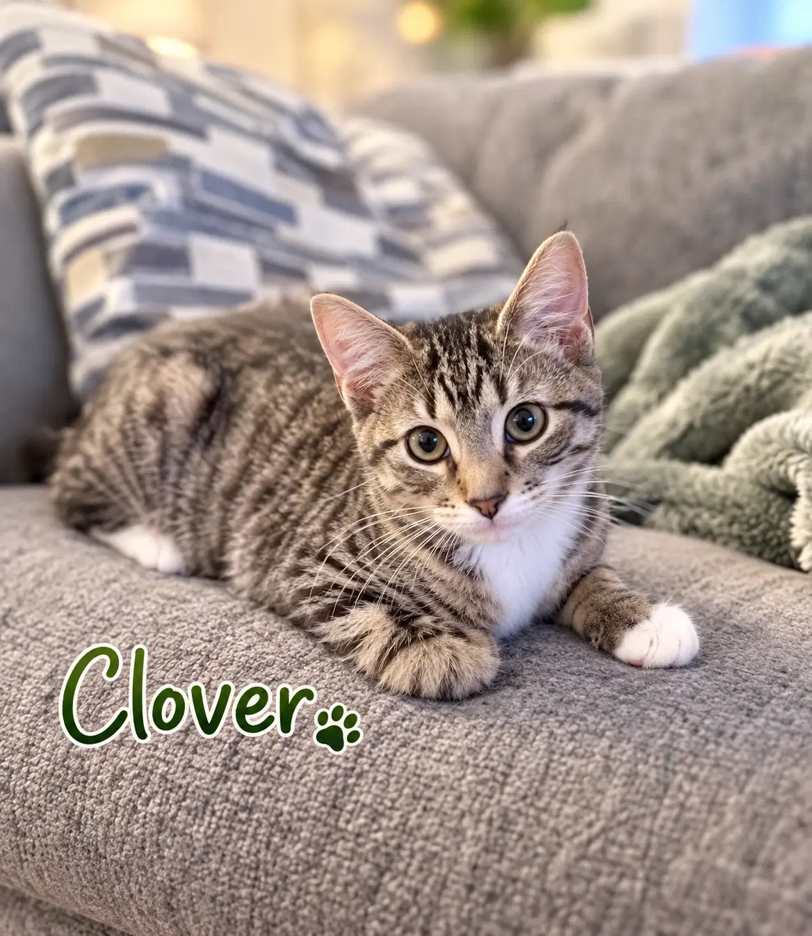 Clover Willow Grove Area Fcid - - Domestic Short Hair