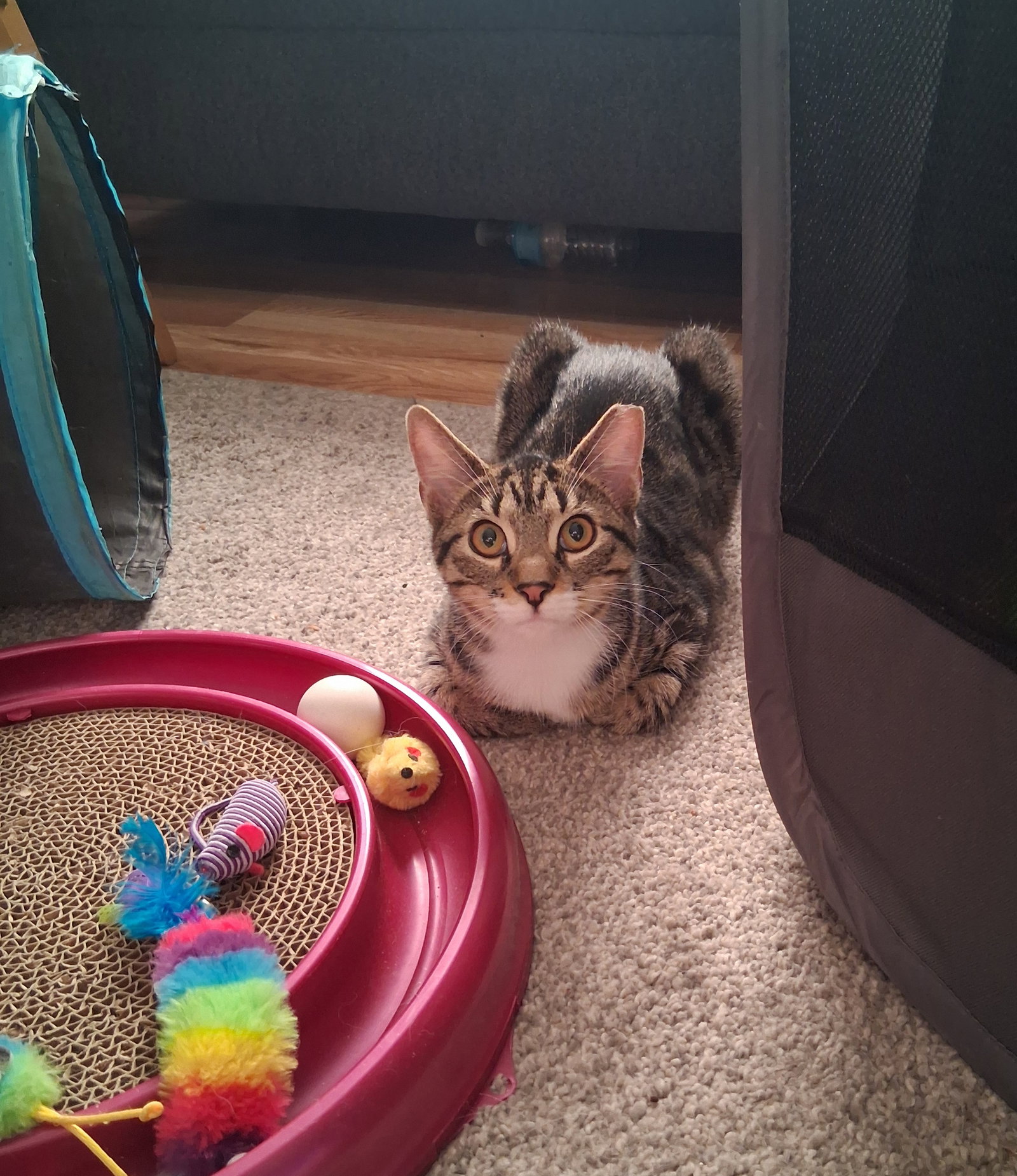 Clover w/Maizie Willow Grove Area (# 06/10/26-107), photo 4