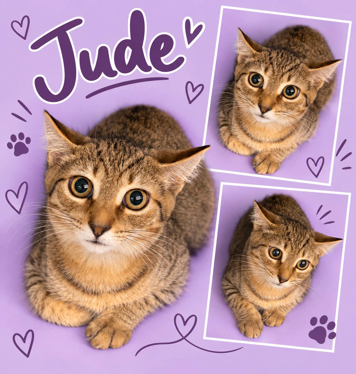 Jude Fcid  -  Middletown Ps