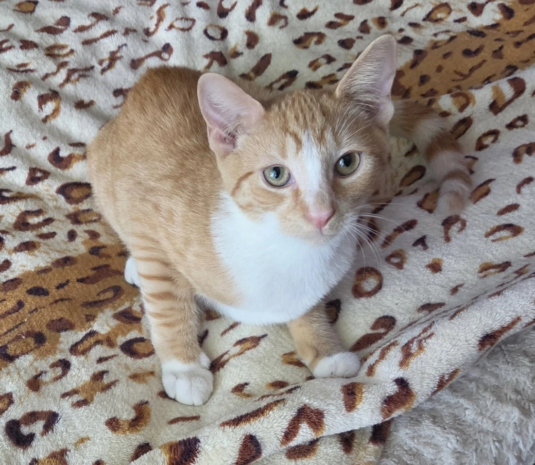 Cannoli Willow Grove Area Fcid -