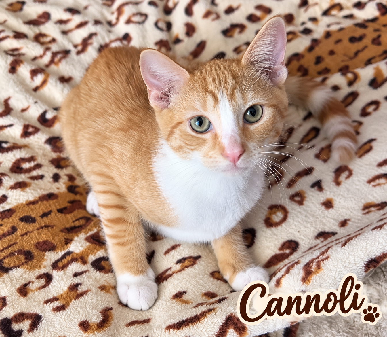 Cannoli, Willow Grove Area, (FCID 06/26/2026-155), cat — photo 1 of 4