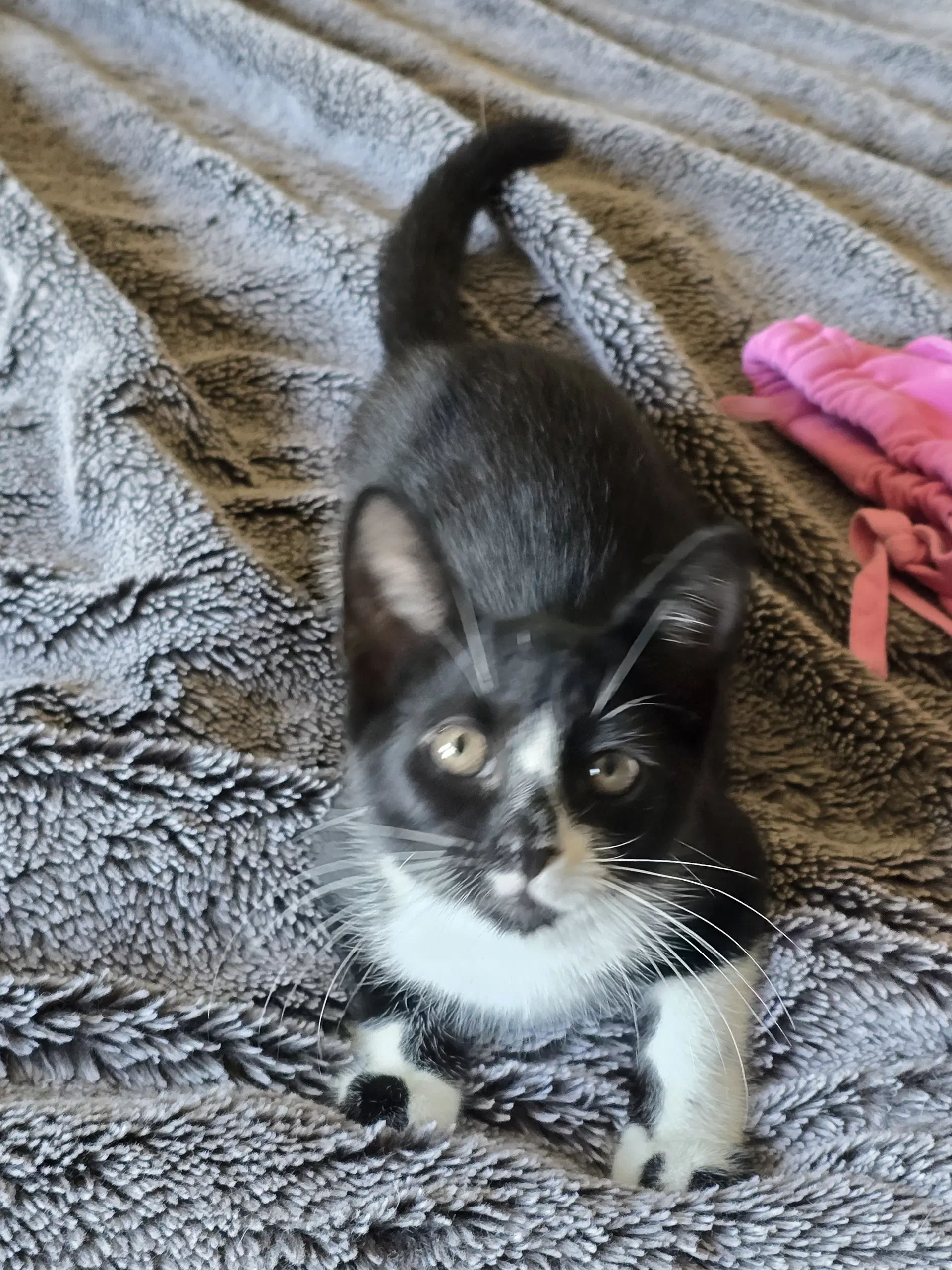 Clyde Willow Grove Area Fcid - Domestic Short Hair