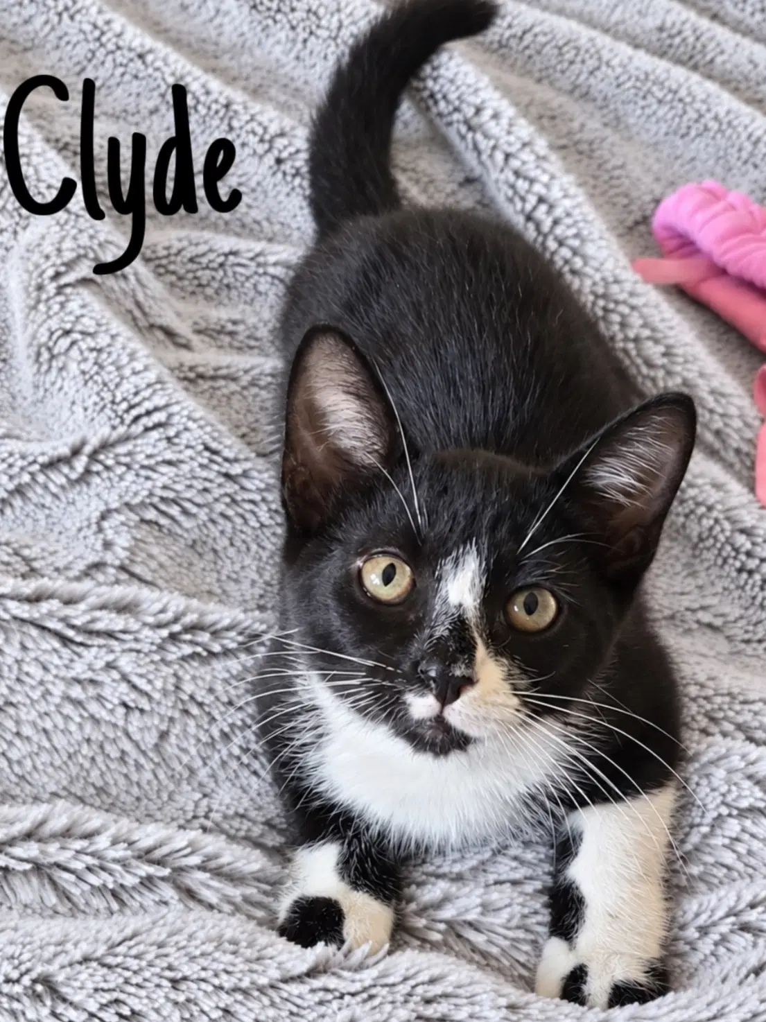 Clyde Willow Grove Area Fcid - Domestic Short Hair