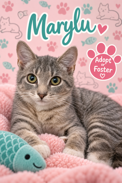 Marylu (FCID# 9/02/2026 - 26), a cat for adoption from Forgotten Cats, Inc.