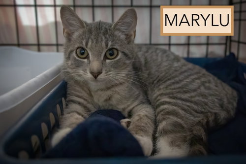 Photo 2 of Marylu (FCID# 9/02/2026 - 26)