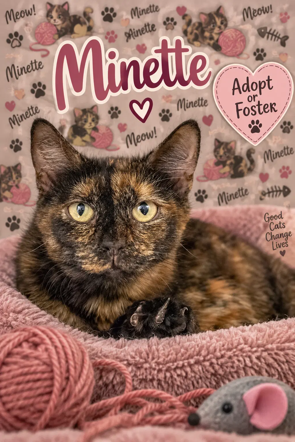 Minette Fcid  -  Trainer - Tortoiseshell