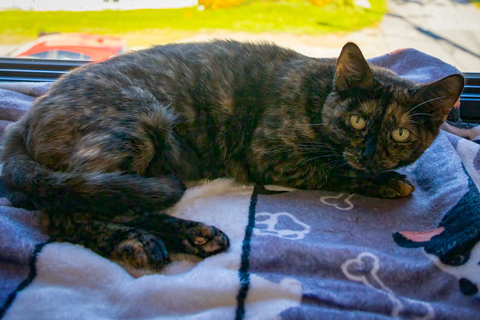 Minette (FCID# 09/02/2026 - 35 Trainer), photo 6