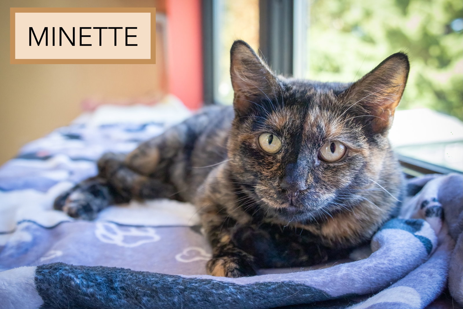 Minette (FCID# 09/02/2026 - 35 Trainer), photo 7