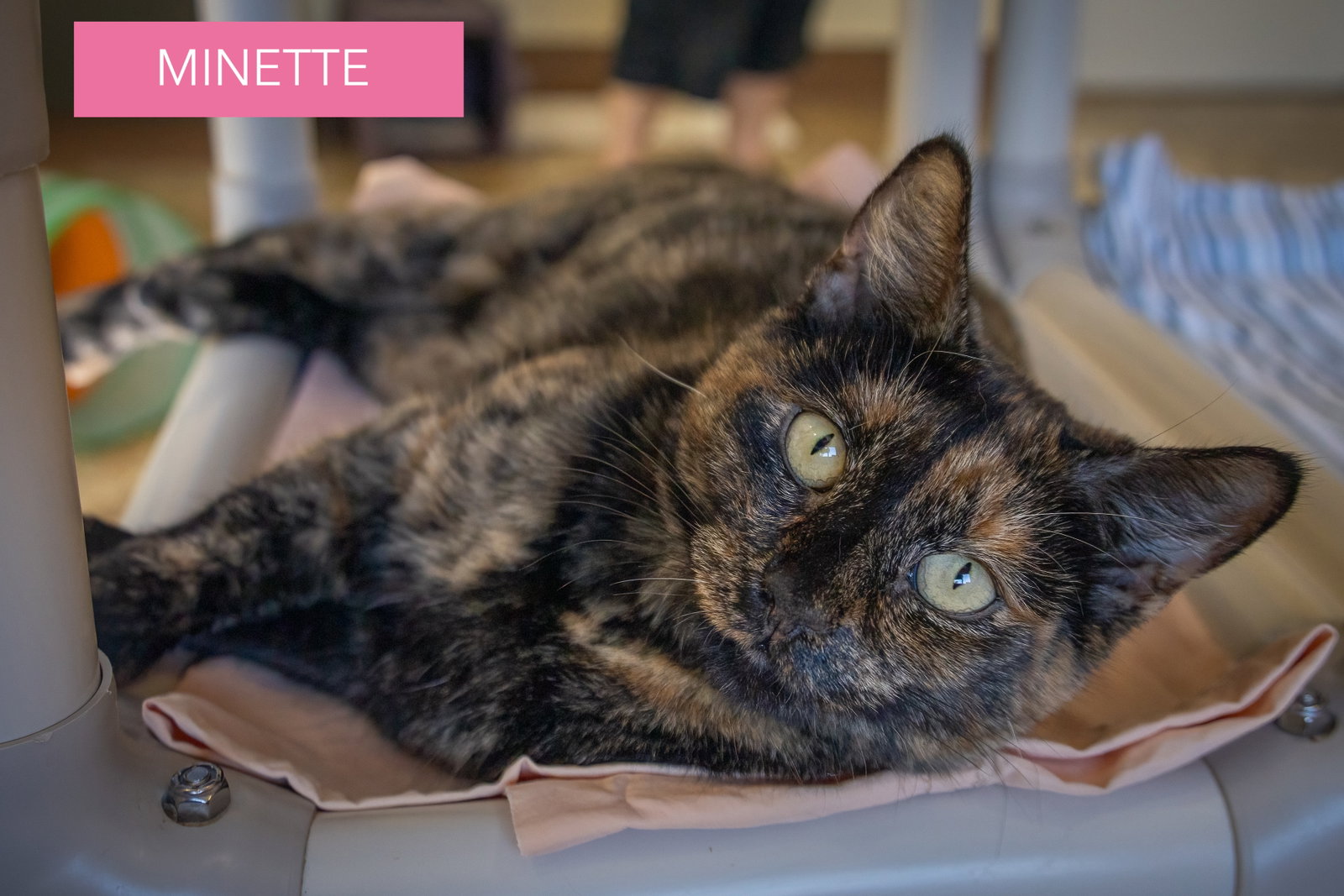 Minette (FCID# 09/02/2026 - 35 Trainer), photo 4