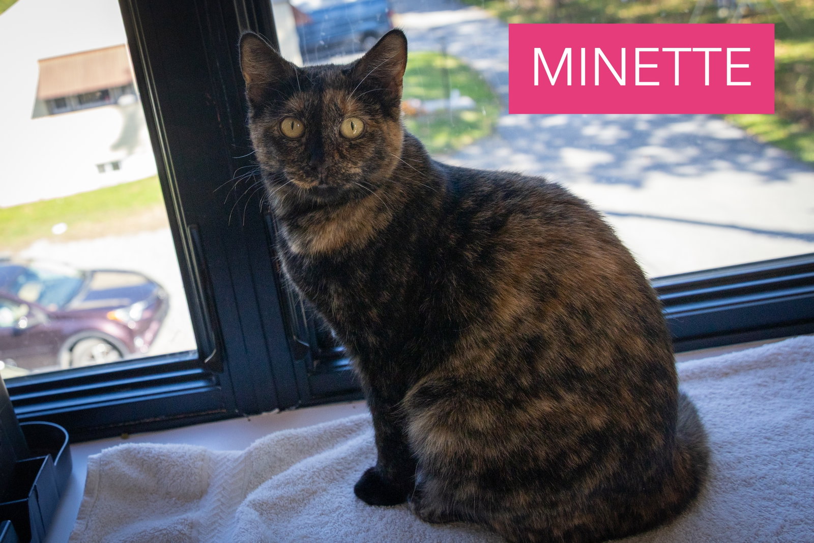 Minette (FCID# 09/02/2026 - 35 Trainer), photo 2