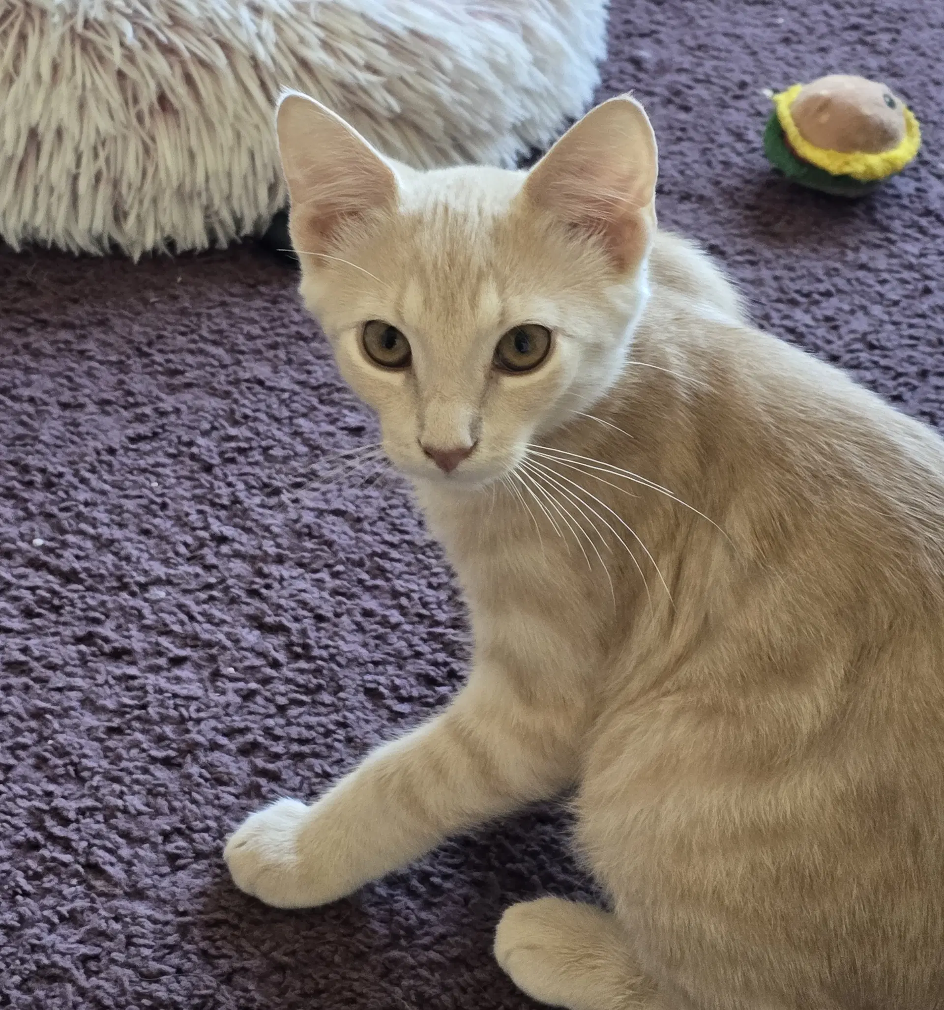 Willie Willow Grove Area Fcid - - Domestic Short Hair