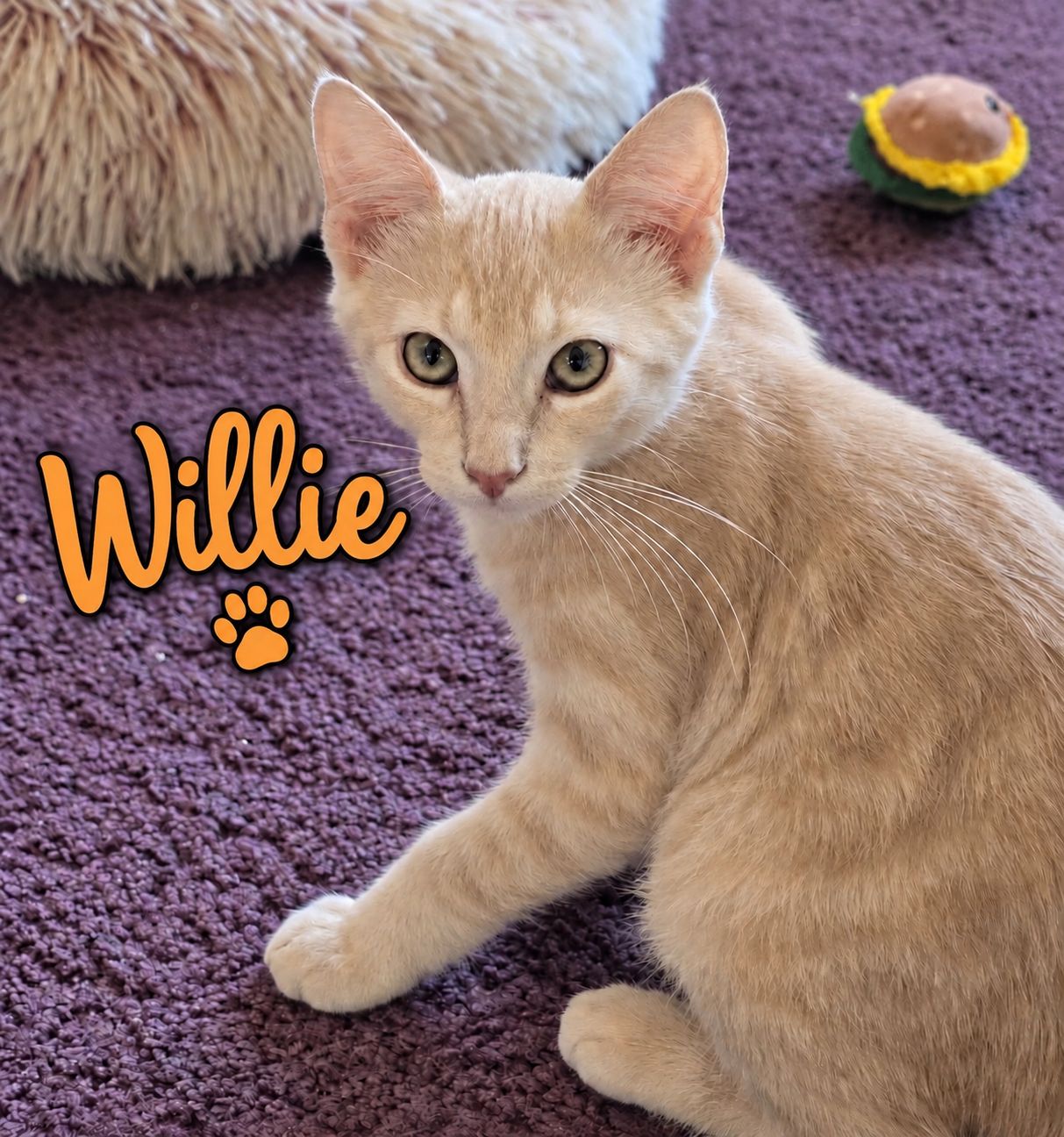 Willie, Willow Grove Area, (FCID 08/19/2026-154), cat — photo 1 of 2