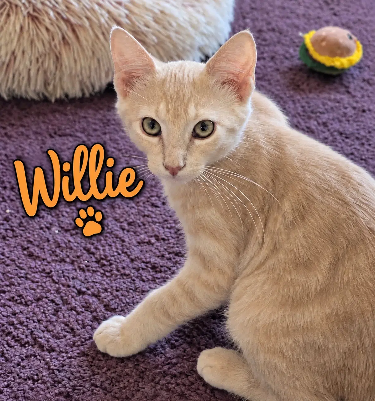 Willie Willow Grove Area Fcid - - Domestic Short Hair